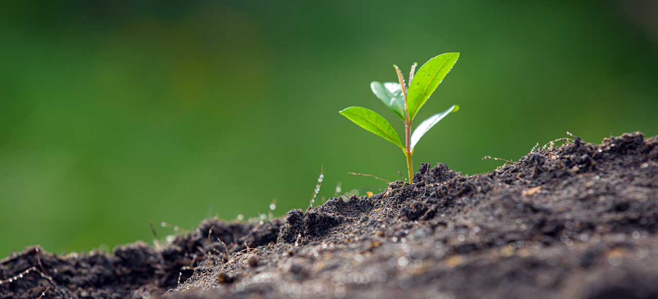 Perera Plantmate Fertilizer company profile